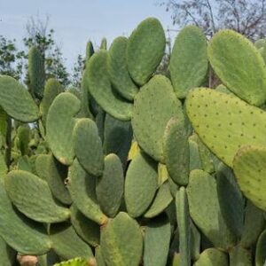 Fresh Spineless Prickly Pear (Opuntia) Cactus Pads 3 lb