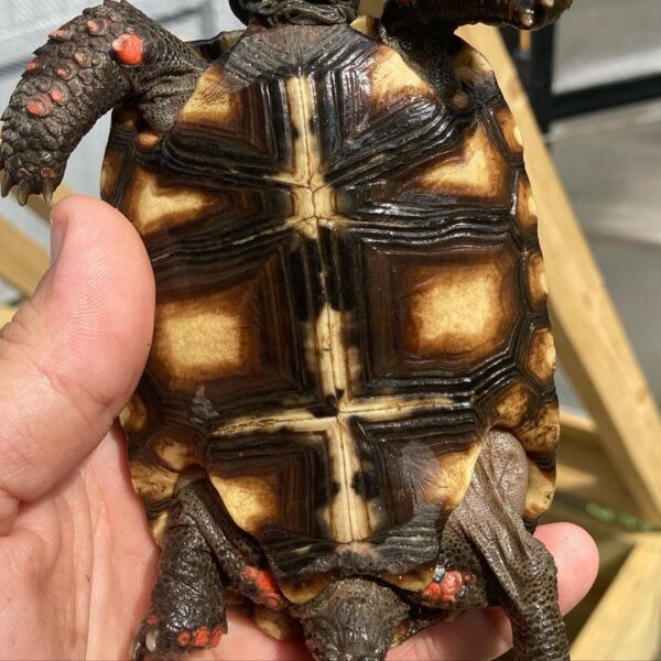 Cherry Head Tortoises - Image 24