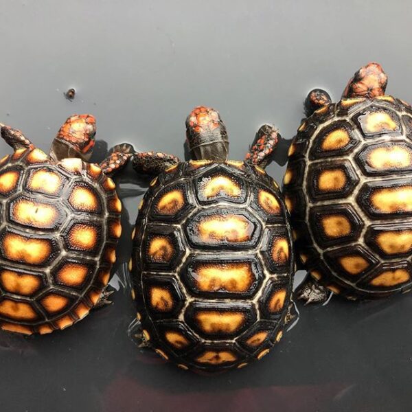 Cherry Head Tortoises - Image 25