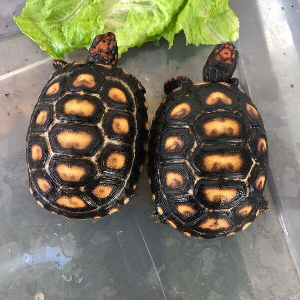 Cherry Head Tortoises - Image 12