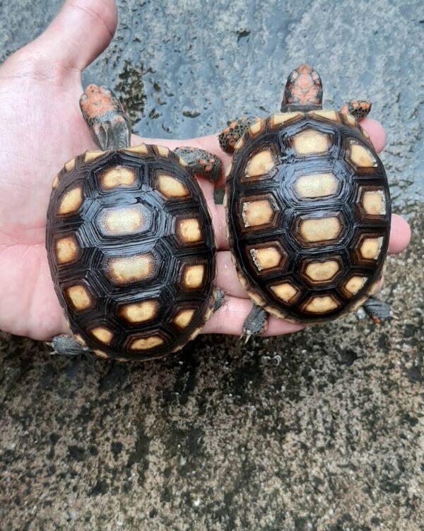 Cherry Head Tortoises - Image 26