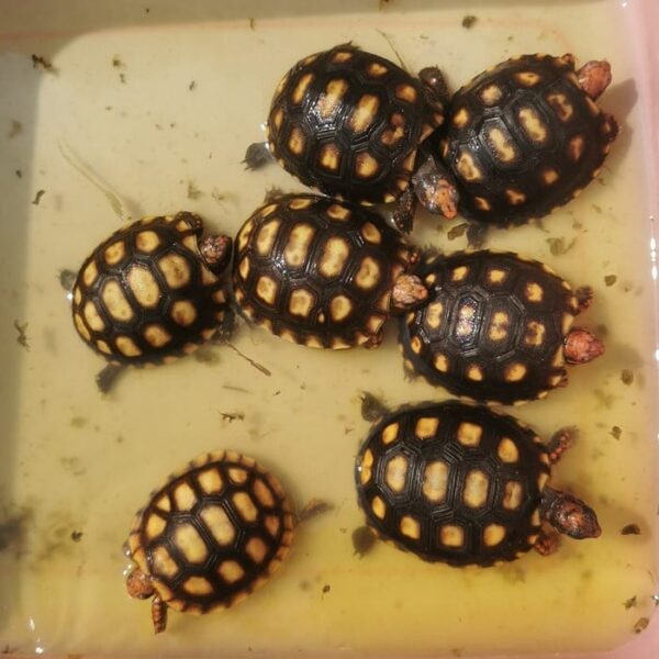 Cherry Head Tortoises - Image 27