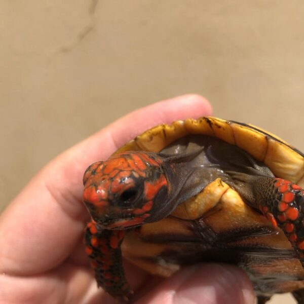 Cherry Head Tortoises - Image 28