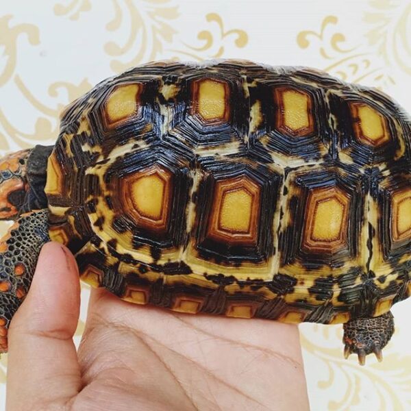 Cherry Head Tortoises - Image 29