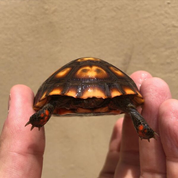 Cherry Head Tortoises - Image 30