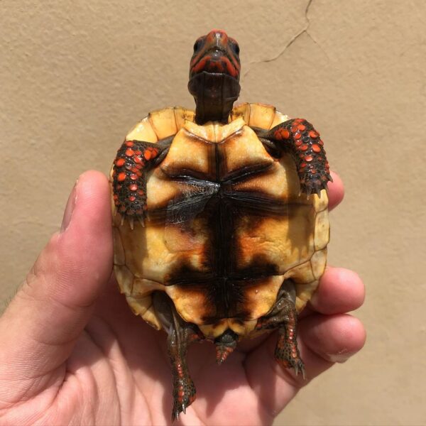 Cherry Head Tortoises - Image 31