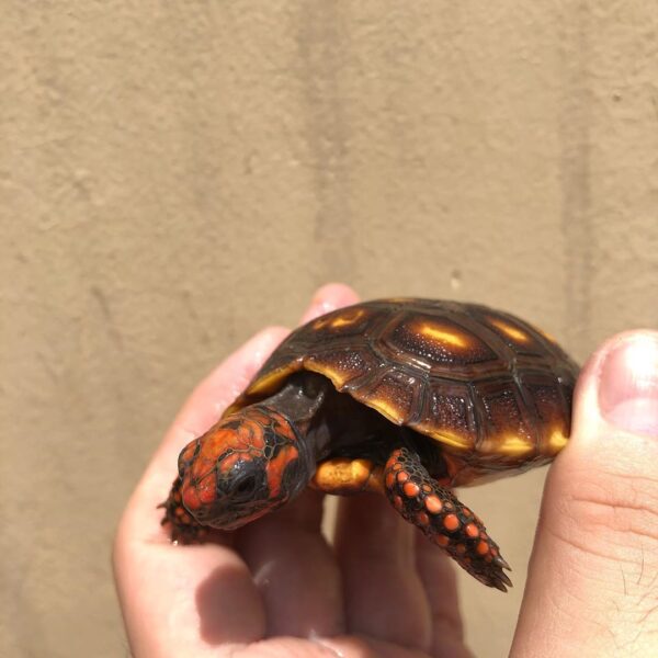 Cherry Head Tortoises - Image 32
