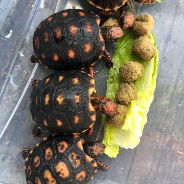 Cherry Head Tortoises - Image 6