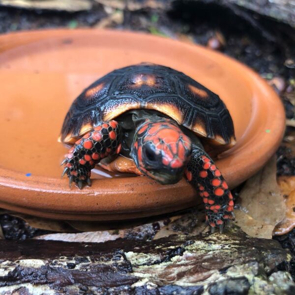 Cherry Head Tortoises - Image 33
