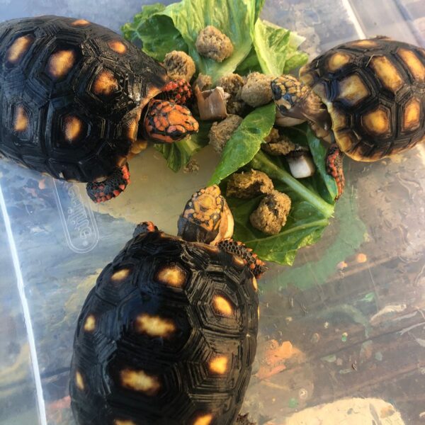 Cherry Head Tortoises - Image 9