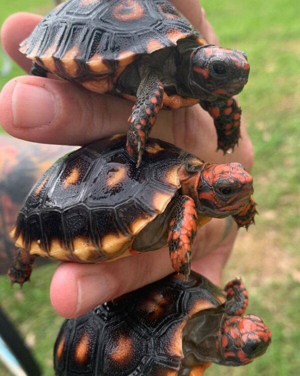 Cherry Head Tortoises - Image 34