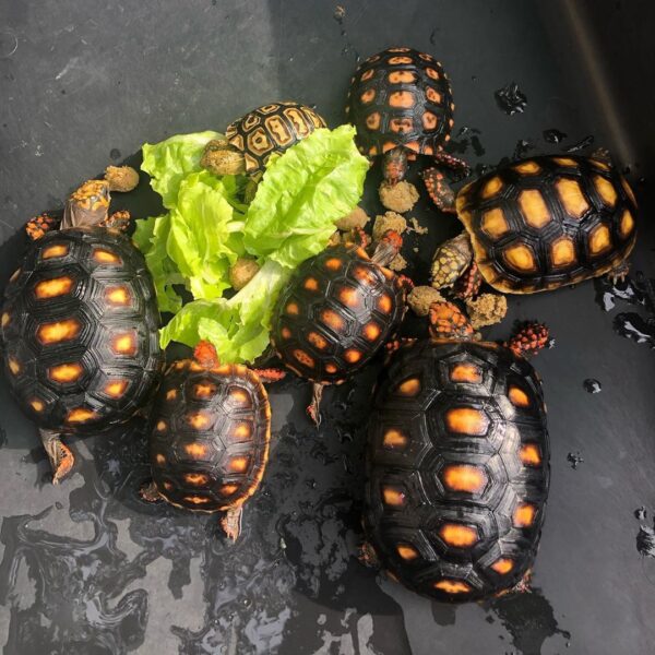 Cherry Head Tortoises - Image 4