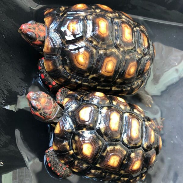 Cherry Head Tortoises - Image 35
