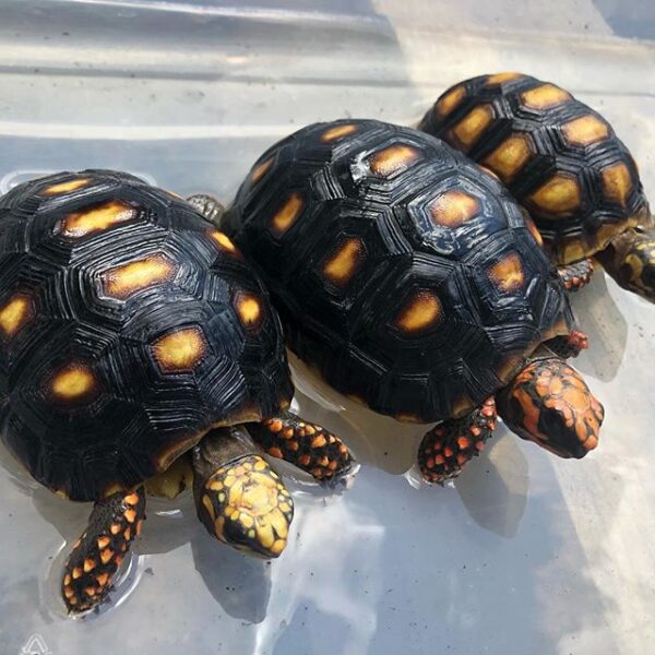 Cherry Head Tortoises - Image 36