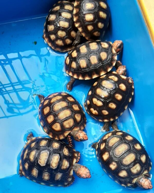 Cherry Head Tortoises - Image 14