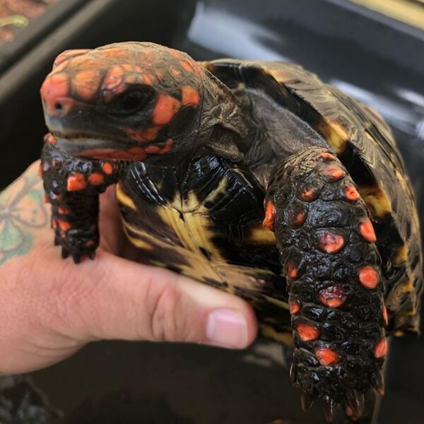 Cherry Head Tortoises - Image 37