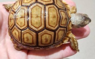 African Spurred tortoise