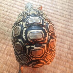 baby leopard tortoise