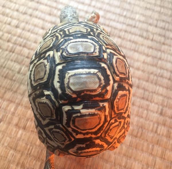 baby leopard tortoise