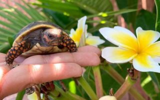 Cherry Head Tortoise
