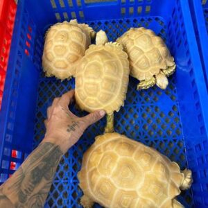 Albino Sulcata tortoises