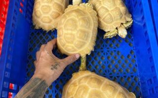 Albino Sulcata tortoises