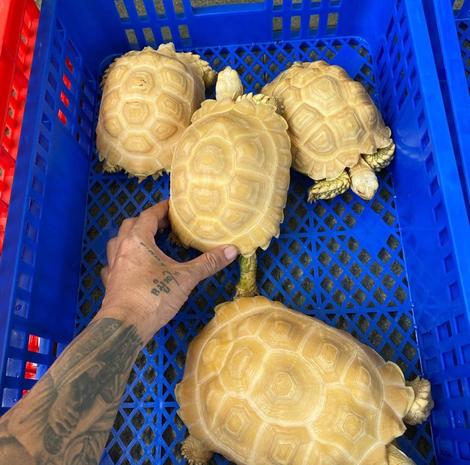 Albino Sulcata tortoises