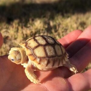 Sulcata tortoises