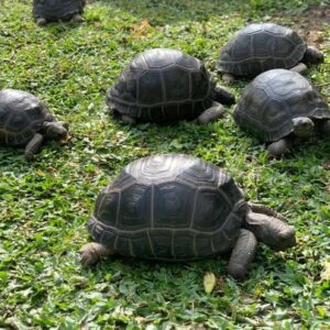 Aldabra Giant Tortoises