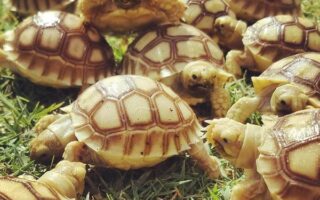 African Spurred tortoise