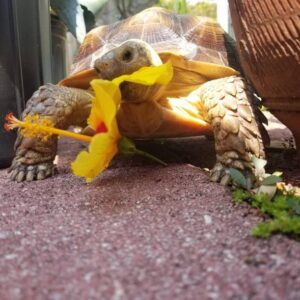 African Spurred tortoise