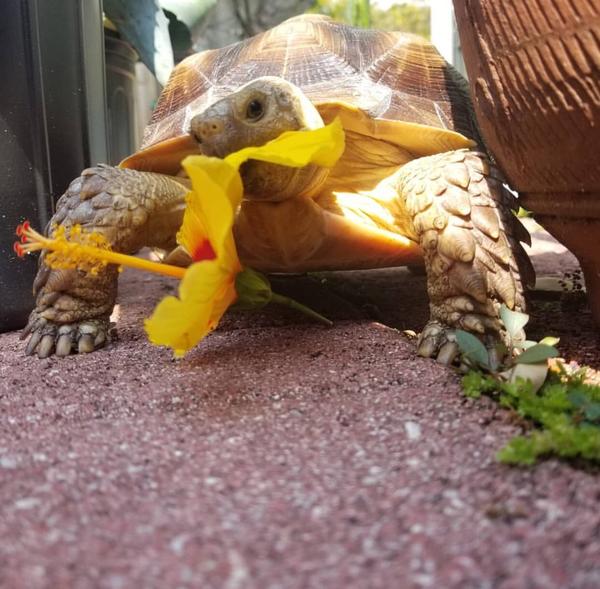 African Spurred tortoise