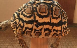 baby leopard tortoise