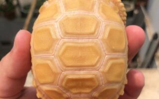 albino sulcata tortoise