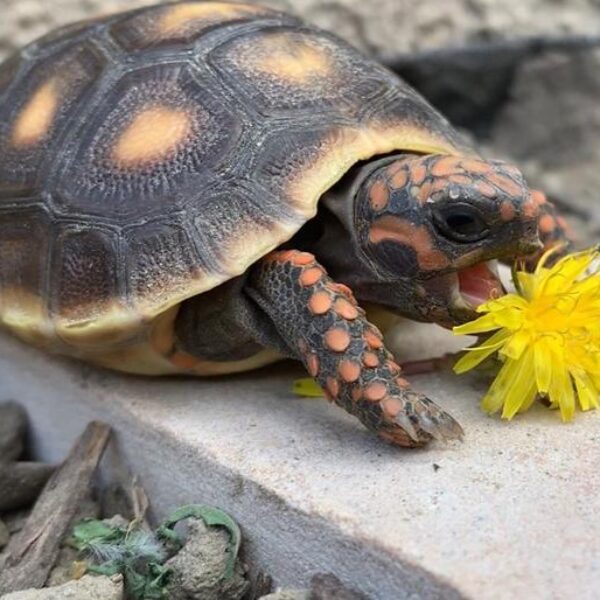 Cherry Head Tortoise