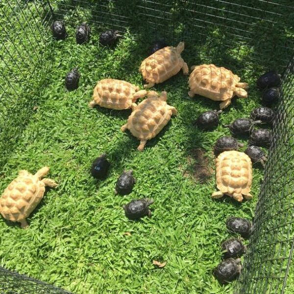 albino sulcata tortoise