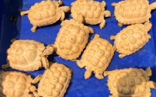 albino sulcata tortoise