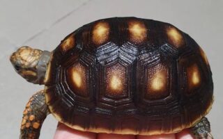 Cherry Head Tortoises