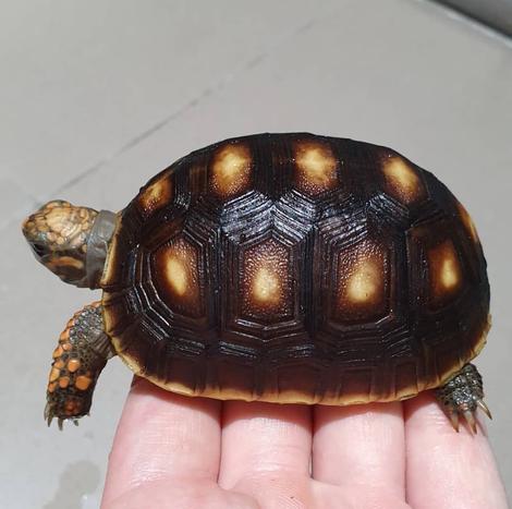 Cherry Head Tortoises