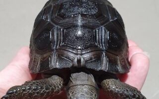 Aldabra Giant Tortoises