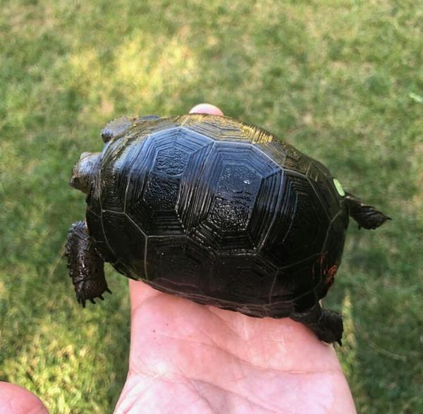 Aldabra tortoise