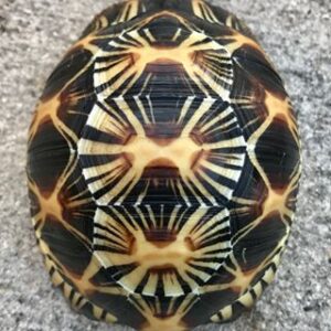 Radiated Tortoise Online For Sale