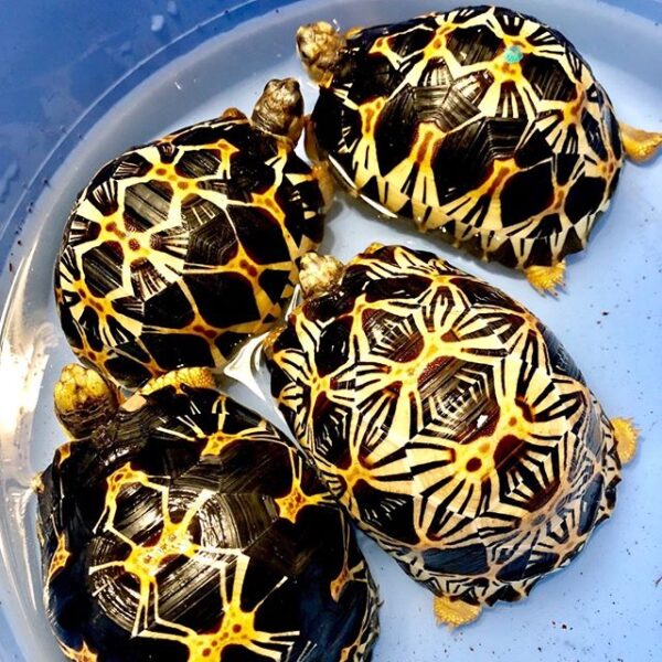 Spider tortoise