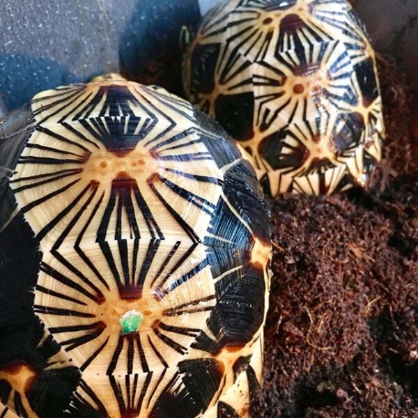 Spider tortoise