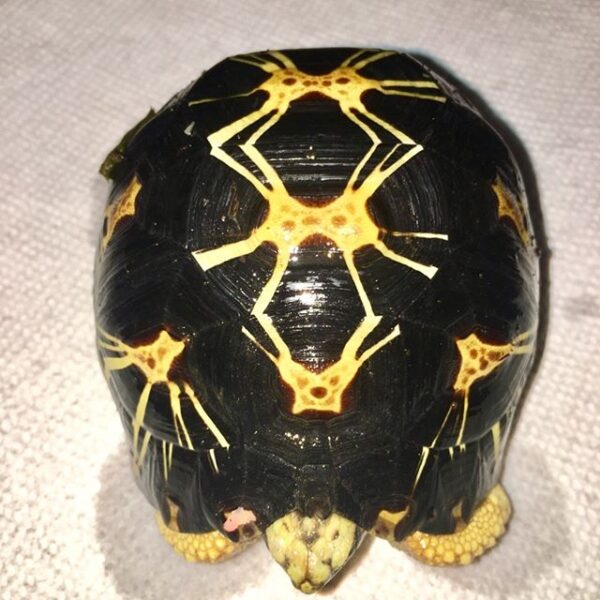 Spider tortoise