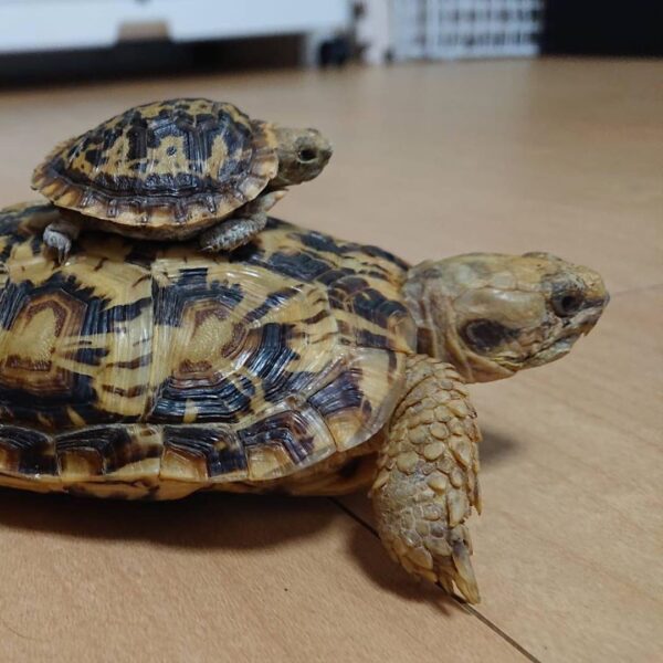 The Pancake tortoise Online for Sale
