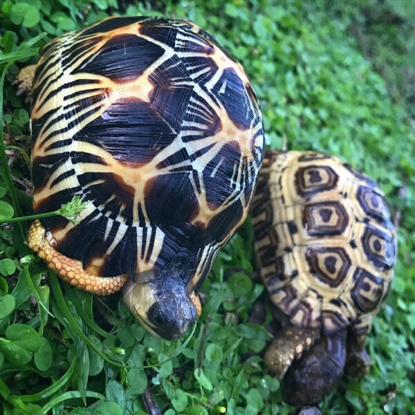 Radiated Tortoise Online For Sale