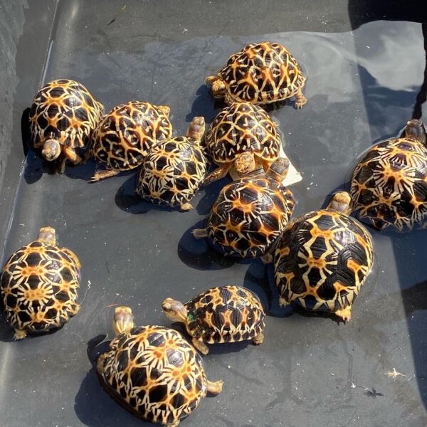 Radiated Tortoise Online For Sale - Image 4