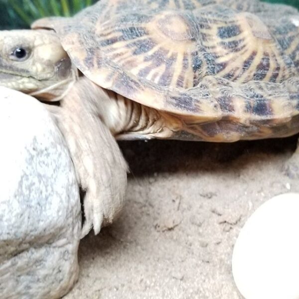 The Pancake tortoise Online for Sale