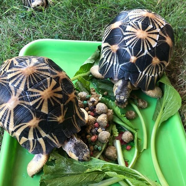 Radiated Tortoise